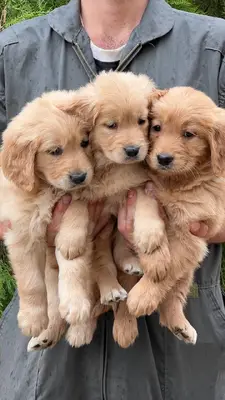 آگهی فروش نژاد گلدن رتریور