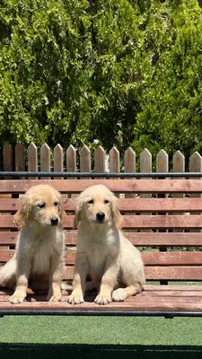 آگهی فروش نژاد گلدن رتریور