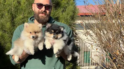 آگهی فروش نژاد اشپیتز آلمانی