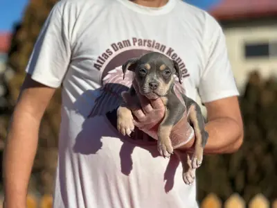 آگهی فروش نژاد آمریکن بولی