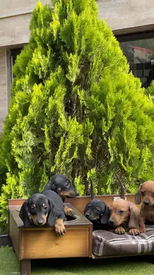 آگهی فروش نژاد داشهوند