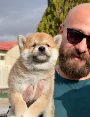 آگهی فروش نژاد شیبا اینو