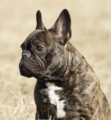 آگهی فروش نژاد فرنچ بولداگ