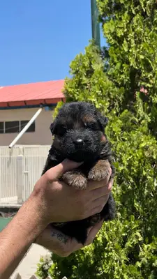 آگهی فروش نژاد ژرمن شپرد