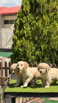 آگهی فروش نژاد گلدن رتریور