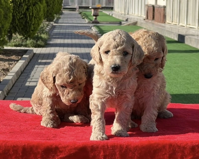 آگهی فروش نژاد پودل استاندارد