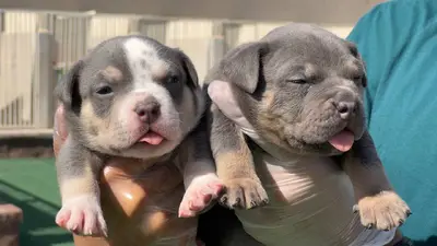 آگهی فروش نژاد آمریکن بولی