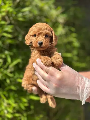 آگهی فروش نژاد پودل مینیاتوری