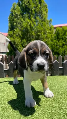 آگهی فروش نژاد بیگل