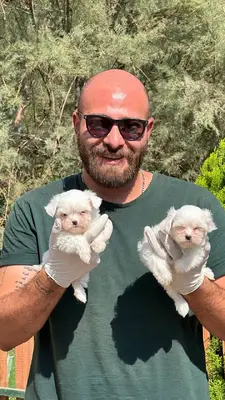 آگهی فروش نژاد مالتیز