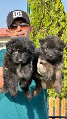 آگهی فروش نژاد ژرمن شپرد