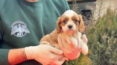 آگهی فروش نژاد کاوالیر کینگ چارلز اسپانیل