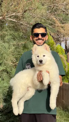 آگهی فروش نژاد چاو چاو