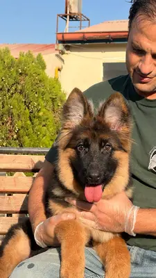 آگهی فروش نژاد &#x698;&#x631;&#x645;&#x646; &#x634;&#x67E;&#x631;&#x62F;