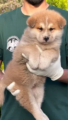 آگهی فروش نژاد آکیتا