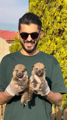 آگهی فروش نژاد چکسلواکین ولف داگ