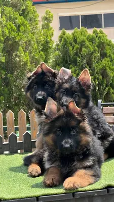 آگهی فروش نژاد ژرمن شپرد