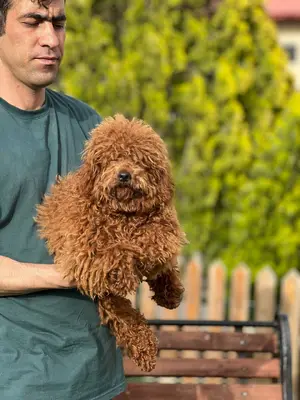 آگهی فروش نژاد پودل مینیاتوری