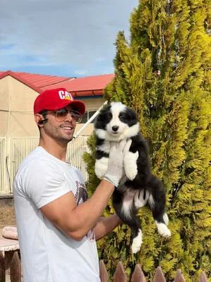 آگهی فروش نژاد بردر کالی