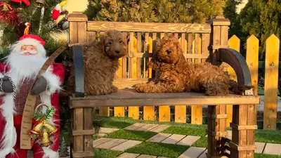 آگهی فروش نژاد کوکاپو