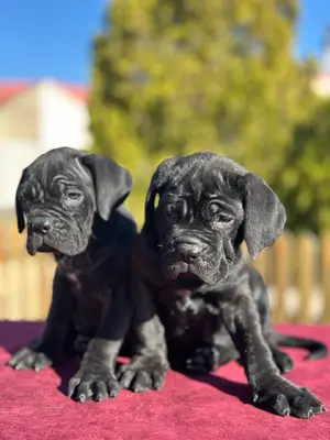 آگهی فروش نژاد کن کورسو