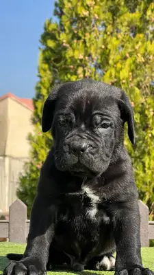 آگهی فروش نژاد کن کورسو