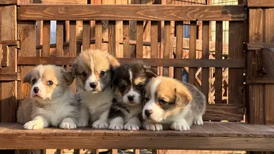 آگهی فروش نژاد پمبروک ولش کورگی