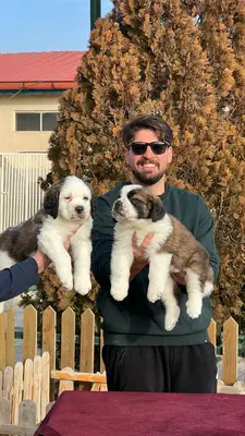 آگهی فروش نژاد سنت برنارد