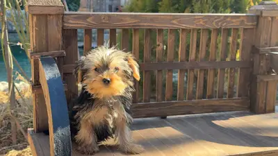 آگهی فروش نژاد یورکشایر تریر