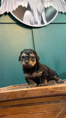 آگهی فروش نژاد پودل مینیاتوری