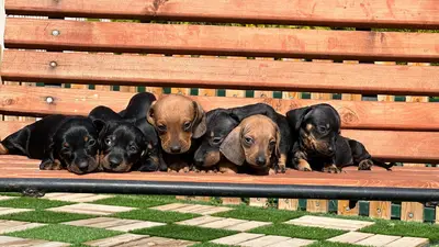 آگهی فروش نژاد داشهوند