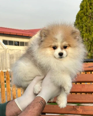 آگهی فروش نژاد پامرانین