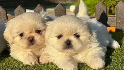 آگهی فروش نژاد پکینیز