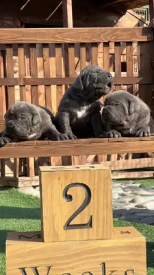 آگهی فروش نژاد کن کورسو