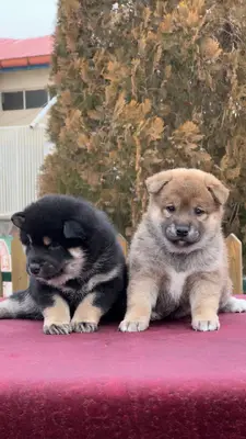 آگهی فروش نژاد شیبا اینو