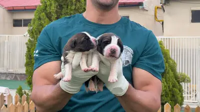 آگهی فروش نژاد سنت برنارد