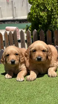 آگهی فروش نژاد گلدن رتریور