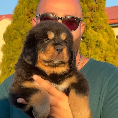 آگهی فروش نژاد تیبتن ماستیف