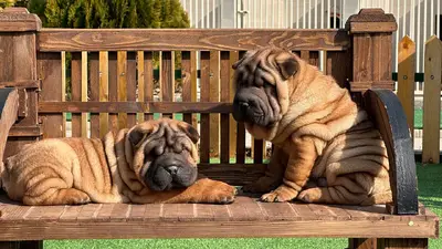 آگهی فروش نژاد چاینیز شارپی