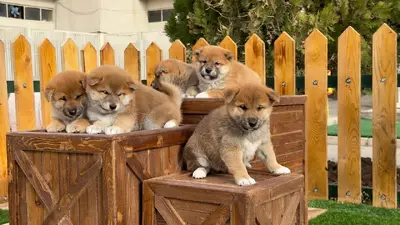 آگهی فروش نژاد شیبا اینو