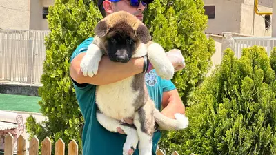 آگهی فروش نژاد آکیتا