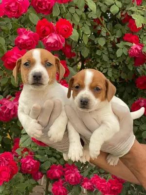 آگهی فروش نژاد جک راسل تریر