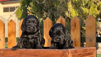 آگهی فروش نژاد انگلیش کوکر اسپانیل