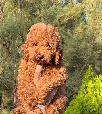 آگهی فروش نژاد پودل مینیاتوری