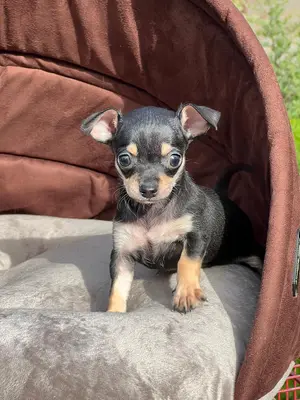 آگهی فروش نژاد چی واوا