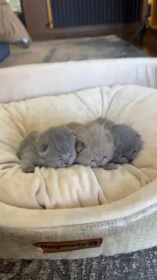 آگهی فروش نژاد بریتیش شورت هیر