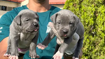 آگهی فروش نژاد آمریکن پیت بول تریر