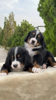 آگهی فروش نژاد برنس مانتن داگ