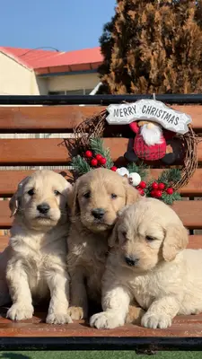 آگهی فروش نژاد گلدن دودل