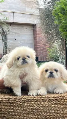 آگهی فروش نژاد پکینیز